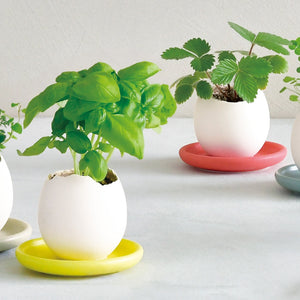 Eggling with Saucer
