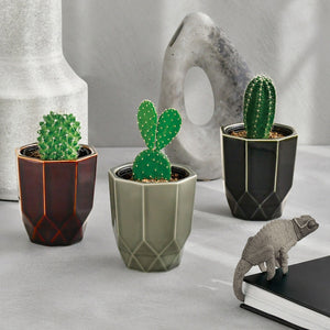 Hachi Kaku Cactus
