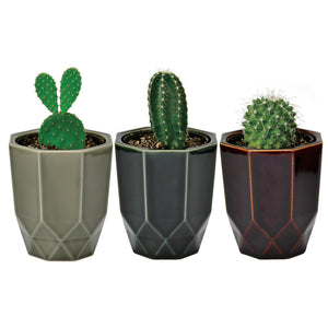 Hachi Kaku Cactus